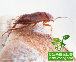 深圳除四害公司怎样灭蟑螂防治蟑螂-怎么样灭除蟑螂的方法